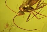 Fossil Fungus Gnat In Baltic Amber #45163-1